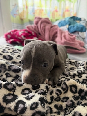     American Bully superb, pui sănătoși - imagine 3