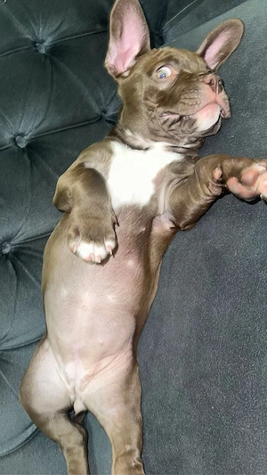 American Bully Poket