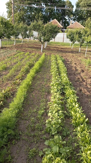 Gospodarie + teren agricol, Jiana Mare, jud. Mehedinți - imagine 7