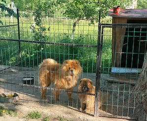 Cățelușa Chow chow 10 saptamani - imagine 5