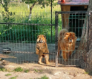 Cățelușa Chow chow 10 saptamani - imagine 4