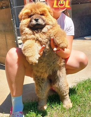 Cățelușa Chow chow 10 saptamani - imagine 3