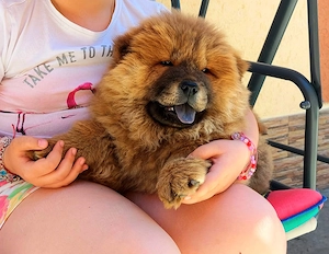 Cățelușa Chow chow 10 saptamani - imagine 2