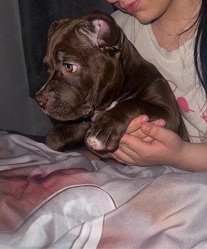American Bully Poket