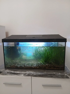 Vândut acvariu 60 l - imagine 2