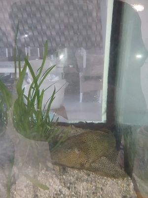 Vând 2 pesti Plecostomus  - imagine 4