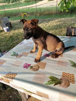 Cățeluși malinois
