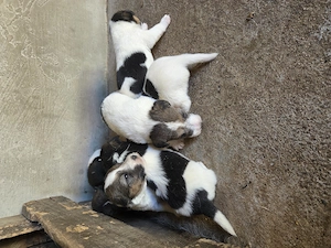 Fox-terrier par sârmos tricolor talie mica