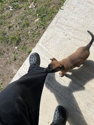 Pui Ciobănesc Belgian Malinois - imagine 3