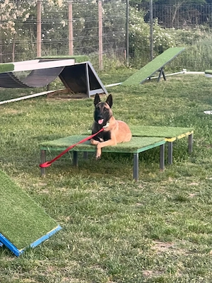 Pui Ciobănesc Belgian Malinois - imagine 5