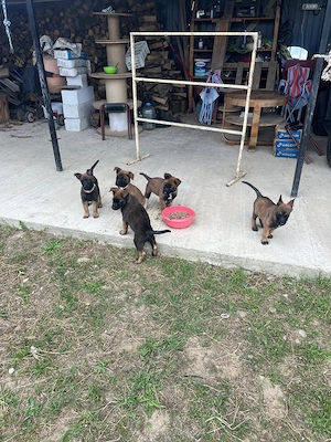 Pui Ciobănesc Belgian Malinois - imagine 2