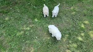 Câini Bichon