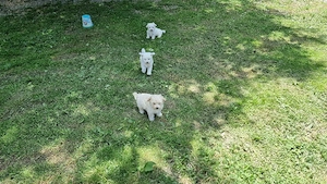 Câini Bichon - imagine 4