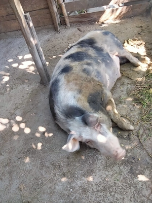 vind porc castrat  - imagine 4