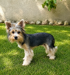 Yorkshire terrier biewer 