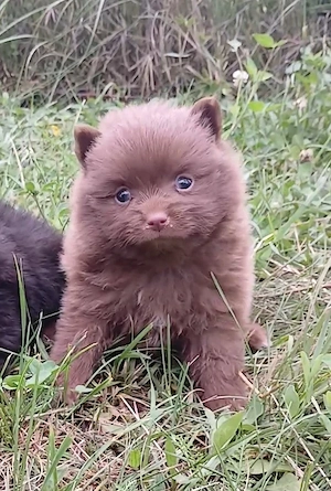 Asigur transport !!! Pui Pomeranian Chocolate masculi si femele !!! - imagine 4