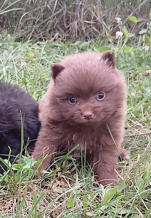 Asigur transport !!! Pui Pomeranian Chocolate masculi si femele !!! - imagine 3