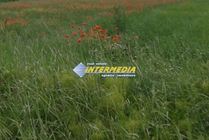 Teren intravilan  600 mp  - 1800 mp zona Valea Popi