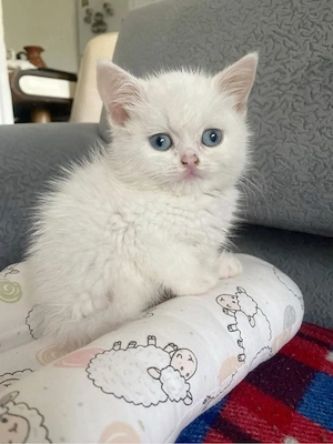 Ragdoll mascul