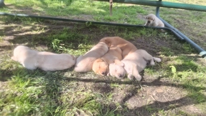 Vand pui Golden Retriever  - 6 saptamani - imagine 2