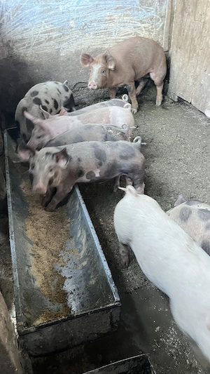 Vand 3 purcei de 30 kg și o Scrofa pietrean montată  - imagine 5