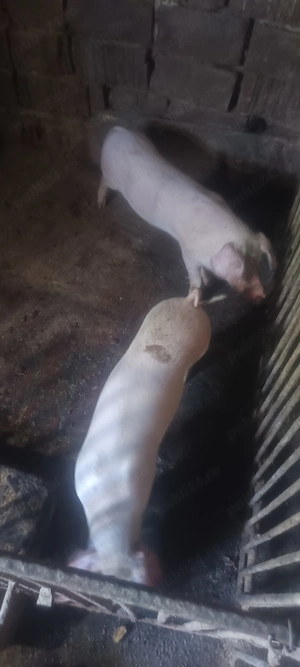Purcei rasa carne 