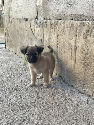 Cățeluși din mamă jack Russell și tată peckinez  - imagine 2