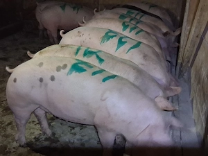 vând porci de calitate 100-130 kg - imagine 2