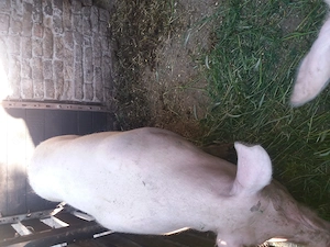 Vand porci 120 130kg 