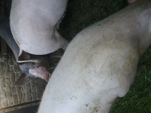 Vand porci 120 130kg  - imagine 3