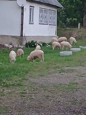 Vand Miei 