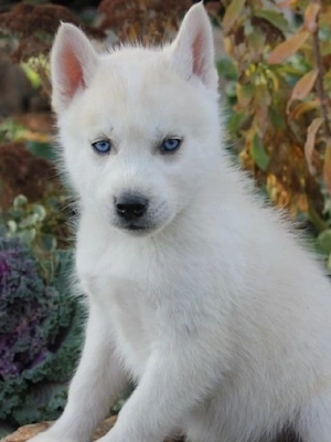 Husky siberian 