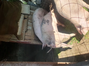 Porci de vanzare pentru rotisor!