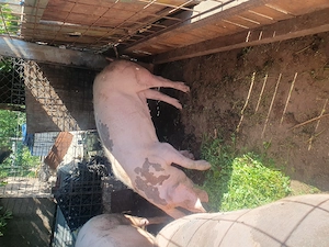 Porci de vanzare pentru rotisor! - imagine 3