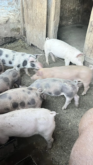 Vand 3 purcei de 30 kg și o Scrofa pietrean montată  - imagine 4