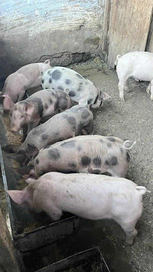 Vand 3 purcei de 30 kg și o Scrofa pietrean montată  - imagine 2