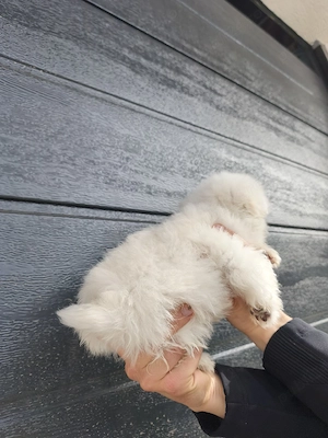 Bichon Maltesse toy - imagine 4