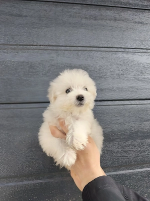 Bichon Maltesse toy