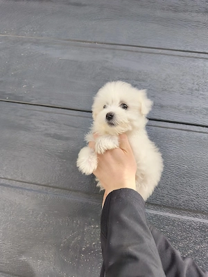 Bichon Maltesse toy - imagine 2