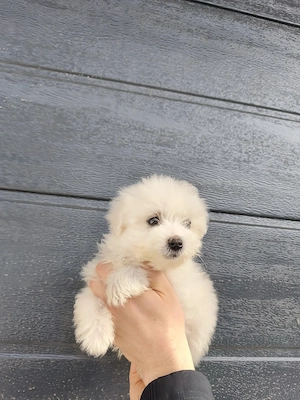 Bichon Maltesse toy - imagine 5