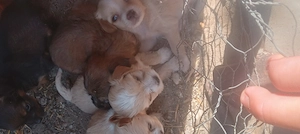 Catei bichon maltez  Deparazitati - imagine 3