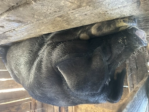 Vand Porc GRAS MARE SI FRUMOS 250+kg 15lei kg - imagine 4