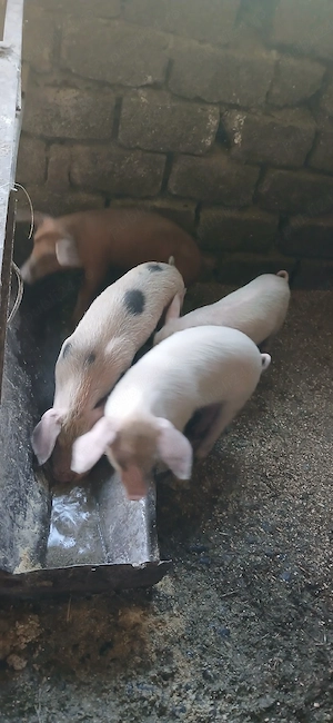 vând patru purcei de șase săptămâni jumate - imagine 2