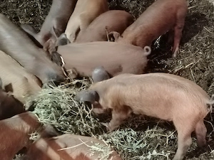 Purcei duroc