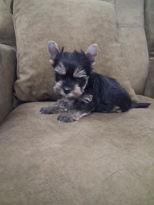 yorkshire terrier talie mică  - imagine 2
