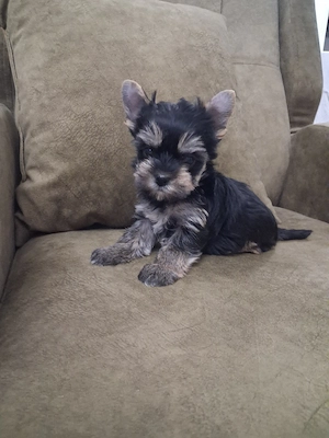 yorkshire terrier talie mică 
