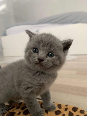 British Shorthair Blue