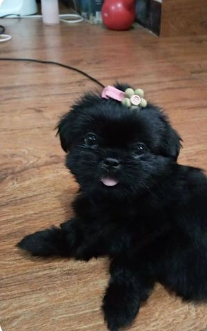 Bichon mini toy  - imagine 3