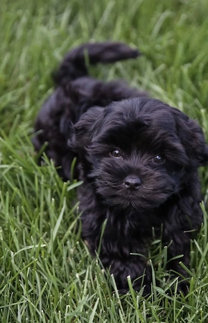 Bichon mini toy  - imagine 2