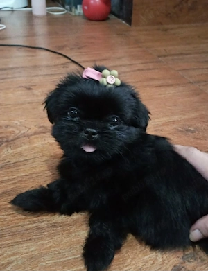 Bichon mini toy  - imagine 4